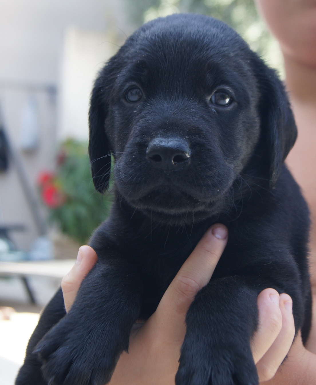 du vent d'autan - Chiots disponibles - Labrador Retriever