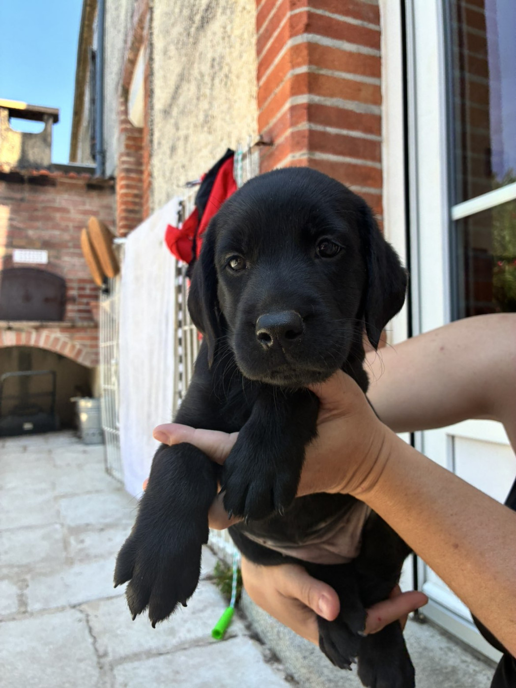 du vent d'autan - Chiots disponibles - Labrador Retriever
